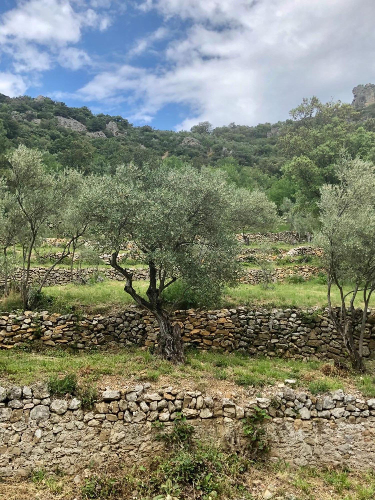 Charmante Maison A Saint Guilhem Le Desert Exteriér fotografie
